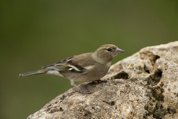 European greenfinch