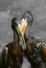 African Openbill - Anastomus lamelligerus, black stork from African fresh waters and grasslands, Queen Elizabeth National Park, Uganda.