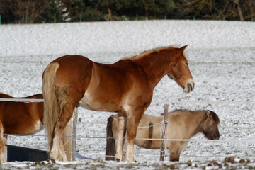 Horses in winter