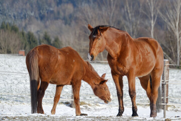 Horses in winter
