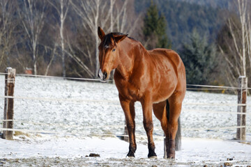 Obraz premium Horses in winter