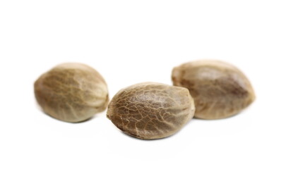 Hemp seeds macro isolated on white 
