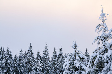 Evergreen Douglas fir trees covered in snow in winter, copy space at top - 479228753
