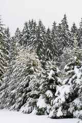 Evergreen Douglas fir trees covered in snow in winter