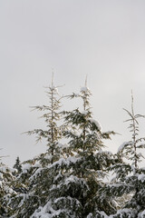 Evergreen Douglas fir trees covered in snow in winter