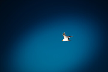 Möve im Flug vor blauem Himmel