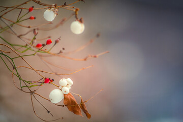 Symphoricarpos - Śnieguliczka biała zimą na gładkim tle © fotograbska