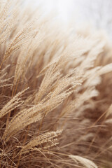 Abstract natural background of soft plants Cortaderia selloana. Pampas grass on a blurry bokeh, Dry reeds boho style. Fluffy stems of tall grass in winter