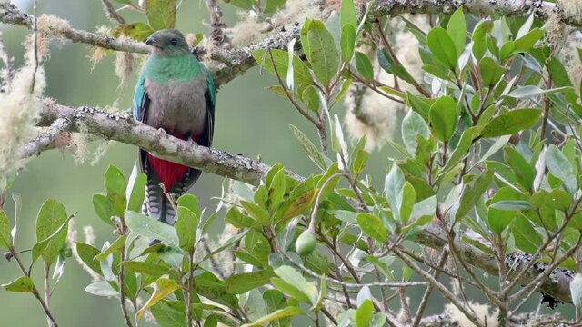 female Resplendent quetzal (Pharomachrus mocinno) on a wild avocado tree, San Gerardo de Dota, Costa Rica, Central America