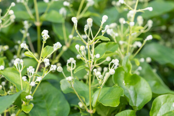 Obraz premium Old mans beard (clematis vitalba) budss