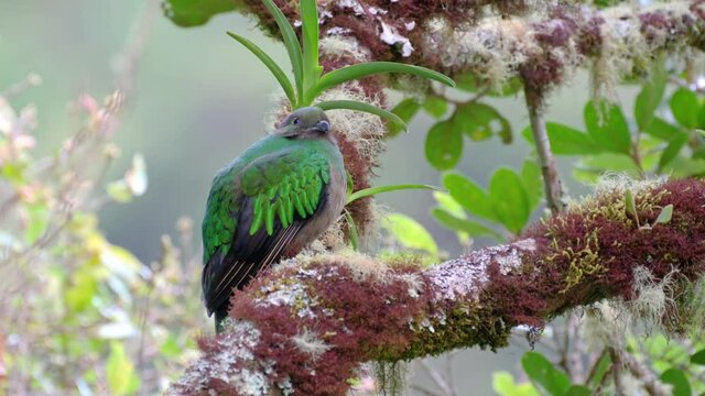female Resplendent quetzal (Pharomachrus mocinno) on a wild avocado tree, San Gerardo de Dota, Costa Rica, Central America