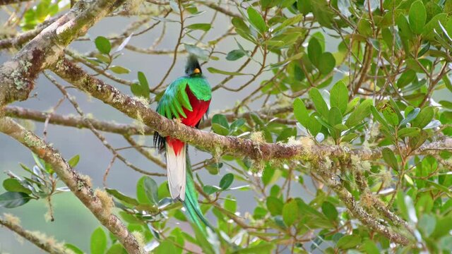 brightly colorful male Resplendent quetzal (Pharomachrus mocinno) on a wild avocado tree, San Gerardo de Dota, Costa Rica, Central America
