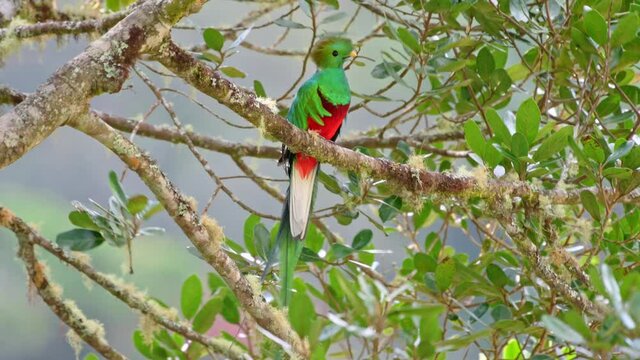 brightly colorful male Resplendent quetzal (Pharomachrus mocinno) on a wild avocado tree, San Gerardo de Dota, Costa Rica, Central America