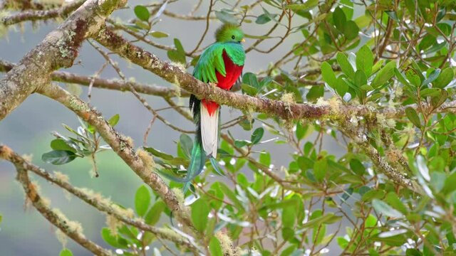brightly colorful male Resplendent quetzal (Pharomachrus mocinno) on a wild avocado tree, San Gerardo de Dota, Costa Rica, Central America