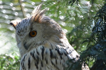 Closeup of an Siberian eagle-owl