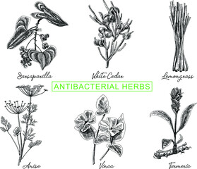 Antibacterial herbs set Antibacterial herbs set: sarsaparilla, white cedar, lemongrass, anise, vinca, turmeric Lemon Grass stock vector.  - obrazy, fototapety, plakaty