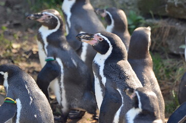 Magellanic penguins are taking a sunbath