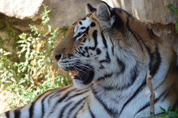 Portrait of a Siberian Tiger