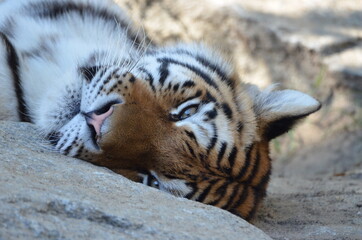 Cute portrait of a young siberian tiger