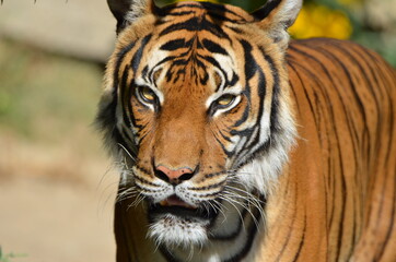 Portrait of a Siberian Tiger