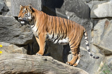 Majestic siberian tiger, standing on a tree