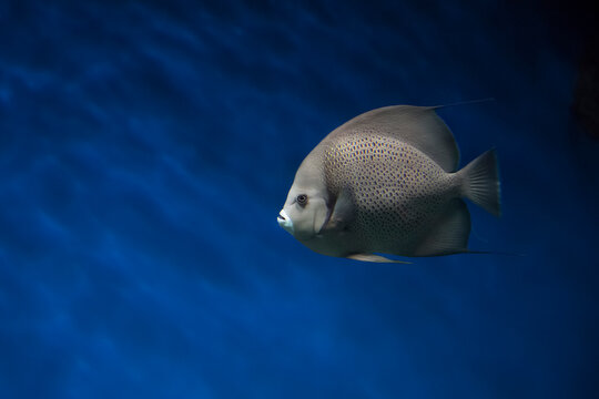 French angelfish (Pomacanthus paru). Fish under water. Blur.