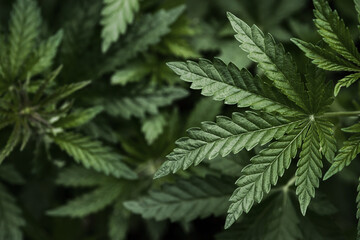 Fototapeta premium Plantation of cannabis. Hemp plants on a natural background. Selective focus.
