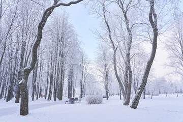 Fototapeta na wymiar Beautiful winter landscape with snow-covered trees