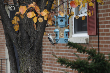 A woodpecker on a bird feeder in the autumn city