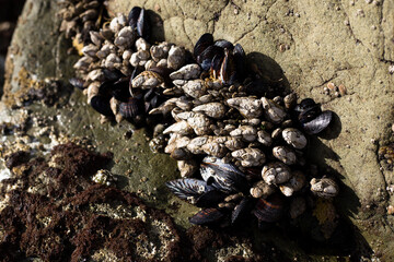 Mussels on the shore in low tide