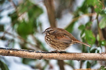 Song Sparrow resting on the branch.   Burnaby BC Canada