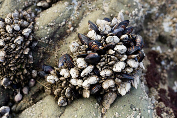 Mussels on the shore