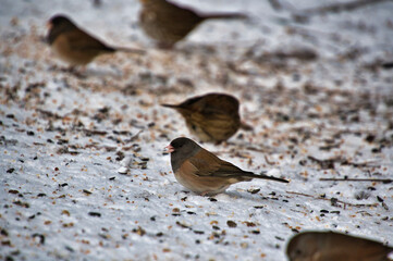 Dark-eyed Junco resting on the snow.   Burnaby BC Canada