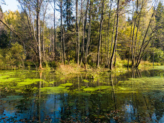 Fototapeta premium A spill in the forest at the junction of two streams, a mysterious swamp-forest landscape