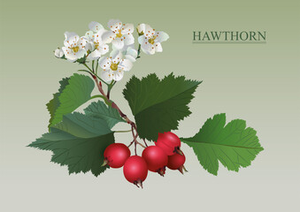 hawthorn pharmacy plant red bright berries green leaves