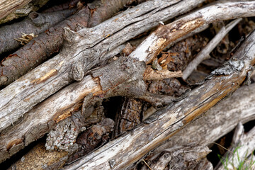 Wall from various tree branches