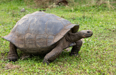 Closeup profile portrait of domed Galapagos Giant Tortoise walking in grassy landscape