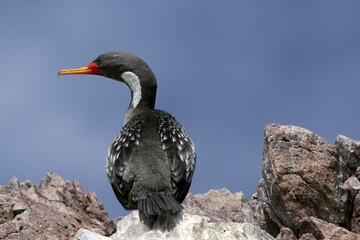 Cormoran de Gaimard / Phalacrocorax gaimardi - 2008 11 13 153751 Argentine - Puerto Deseado - 217