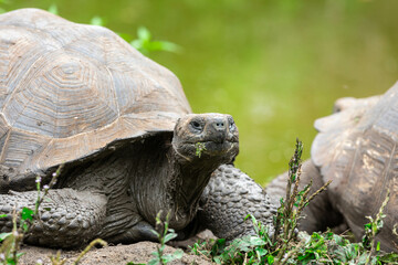 Closeup frontal portrait of domed Galapagos Giant Tortoise in grassy landscape