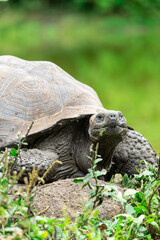 Closeup frontal portrait of domed Galapagos Giant Tortoise in grassy landscape with small flowers in foreground