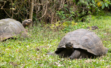 Pair of domed Galapagos Giant Tortoise grazing on grass in wooded landscape