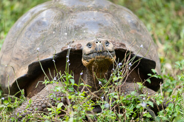 Closeup frontal portrait of domed Galapagos Giant Tortoise in grassy landscape with small flowers in foreground