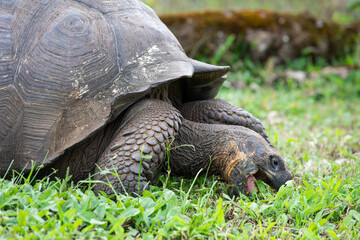 Closeup profile portrait of domed Galapagos Giant Tortoise grazing on grass with open mouth