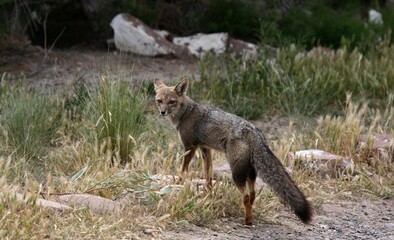 Renard gris d'Argentine / Lycalopex griseus - 2008 11 11 140821 Argentine - Cabo dos Bahia - 228