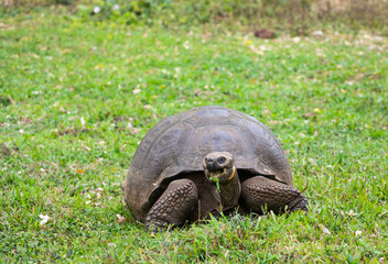Closeup frontal portrait of domed Galapagos Giant Tortoise grazing on grass with open mouth 