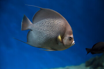 French angelfish (Pomacanthus paru). Fish under water. Blur.
