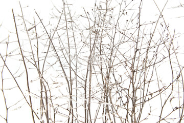 Fototapeta na wymiar Dry field plants in winter time isolated on white background. Dry meadow grasses or herbs.