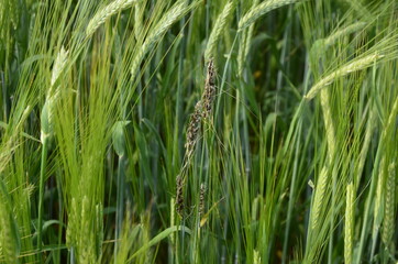 fungal diseases on the ear of brewing barley.