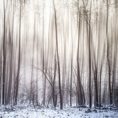 zimowy las we mgle jako abstrakcja