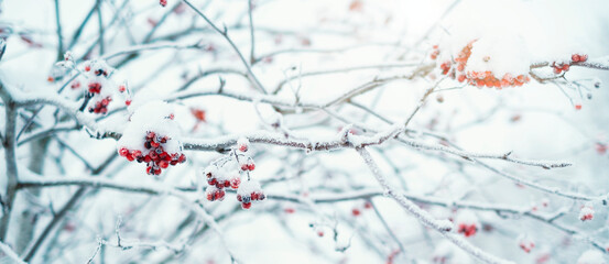 The concept of a winter forest with snow on the branches and a red rowan berry. Frost and snow flakes on a tree, with sunlight, winter background